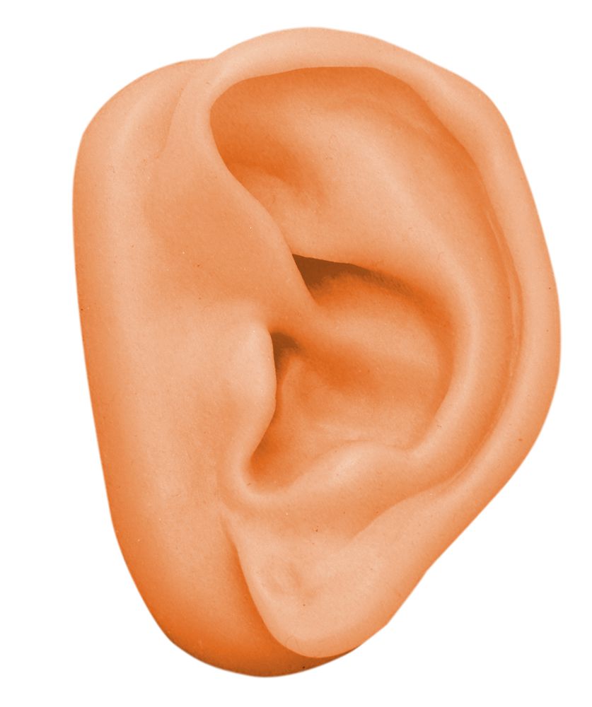 medesign Akupunktur Ohrmodell links - 1 Stück